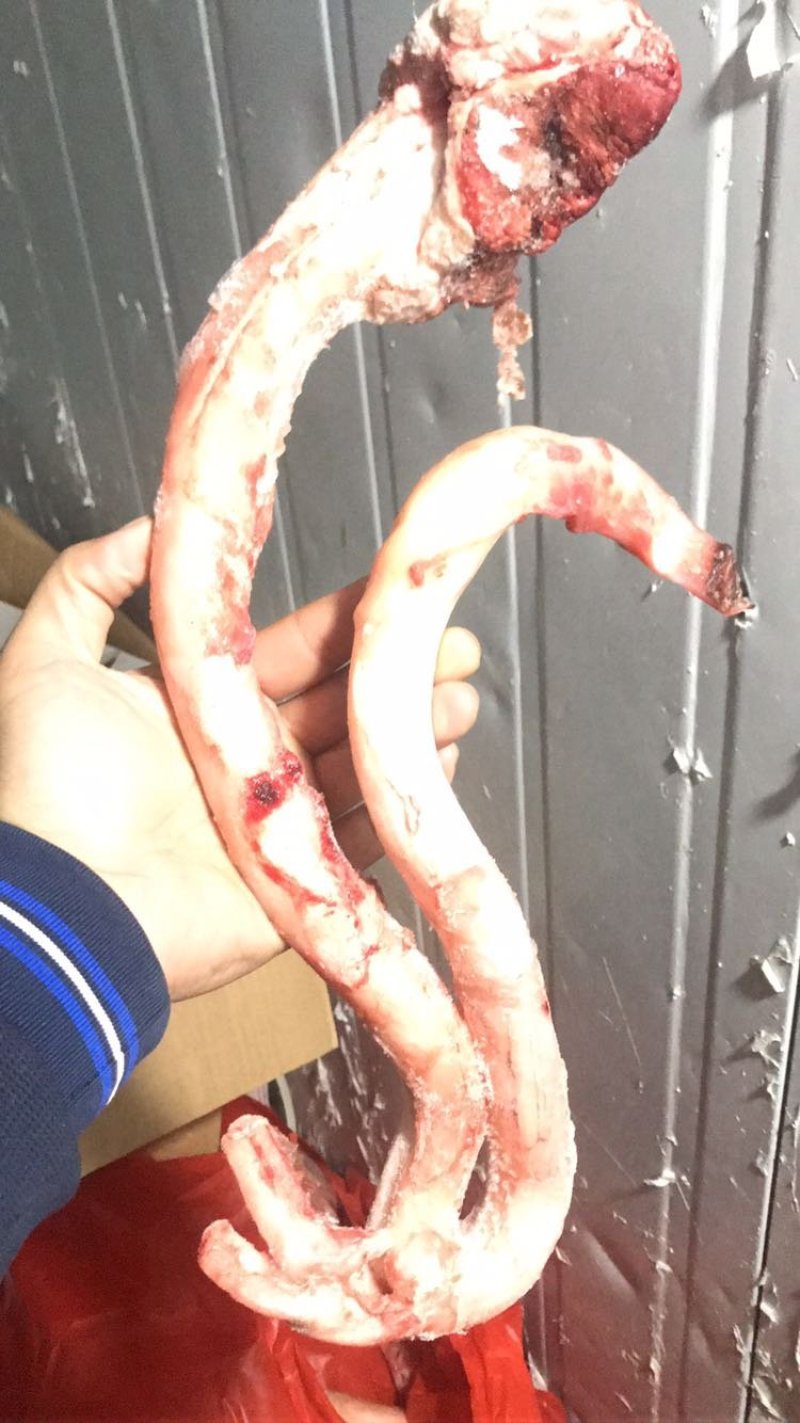 牛鞭