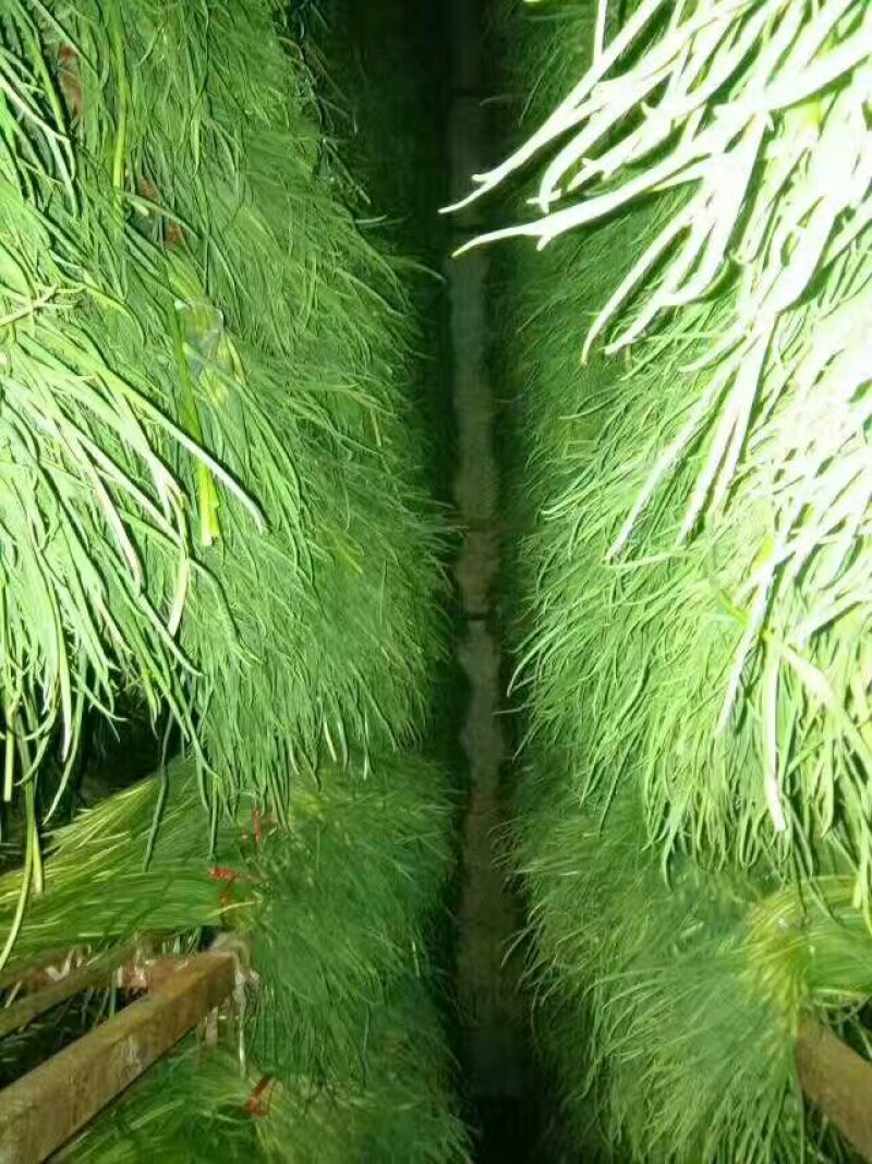蒜苔大量供应中，随到随装，保证质量，一吨起批，