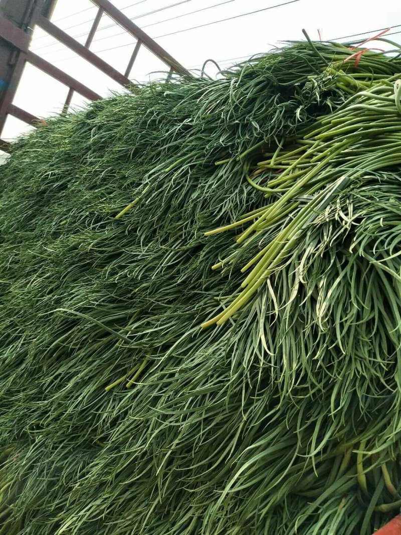 蒜苔大量供应中，随到随装，保证质量，一吨起批，