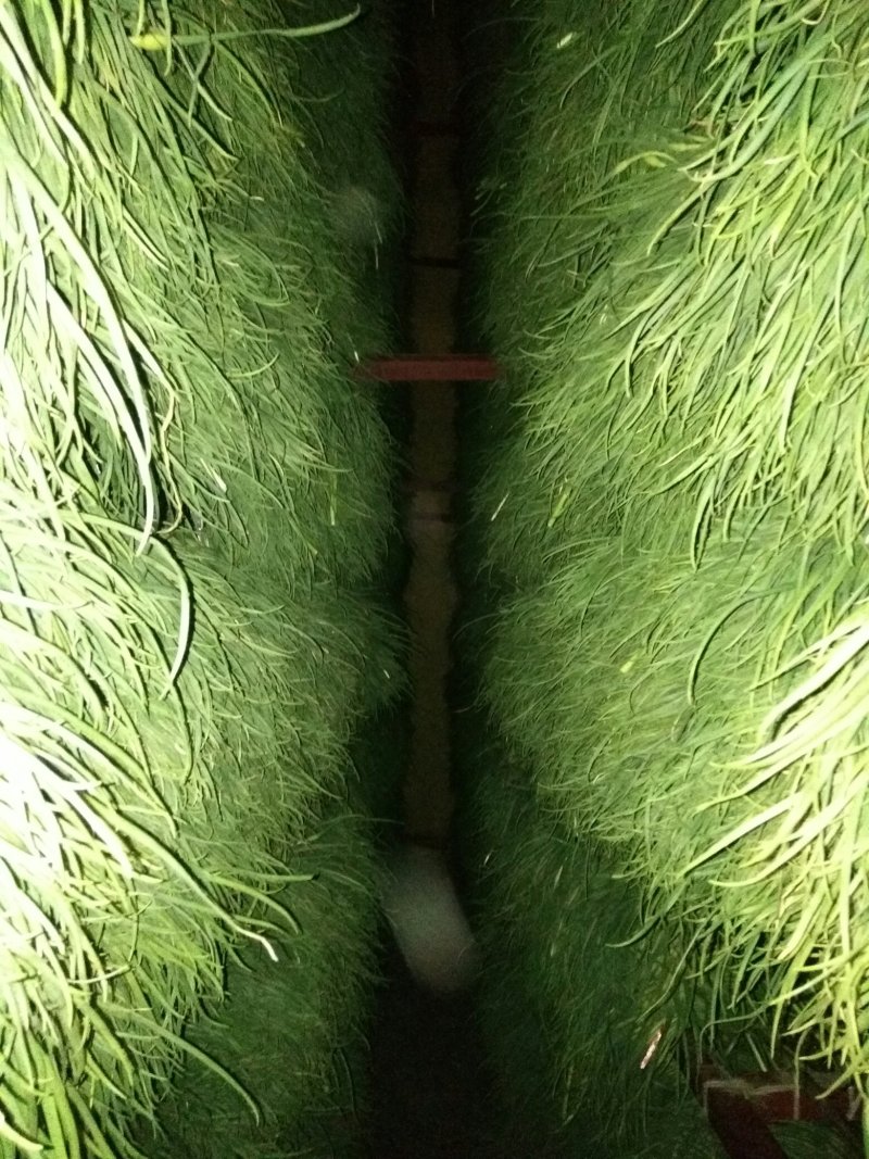 蒜苔大量供应中，随到随装，保证质量，一吨起批，