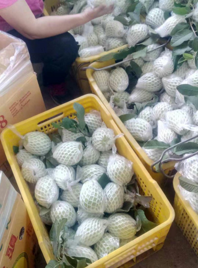 特甜红心番石榴一件代发