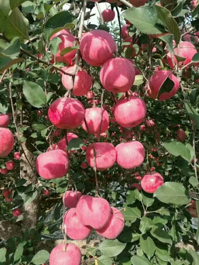 高原红富士苹果