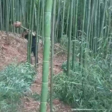 绿化苗木