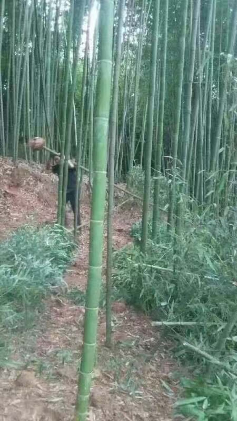 绿化苗木