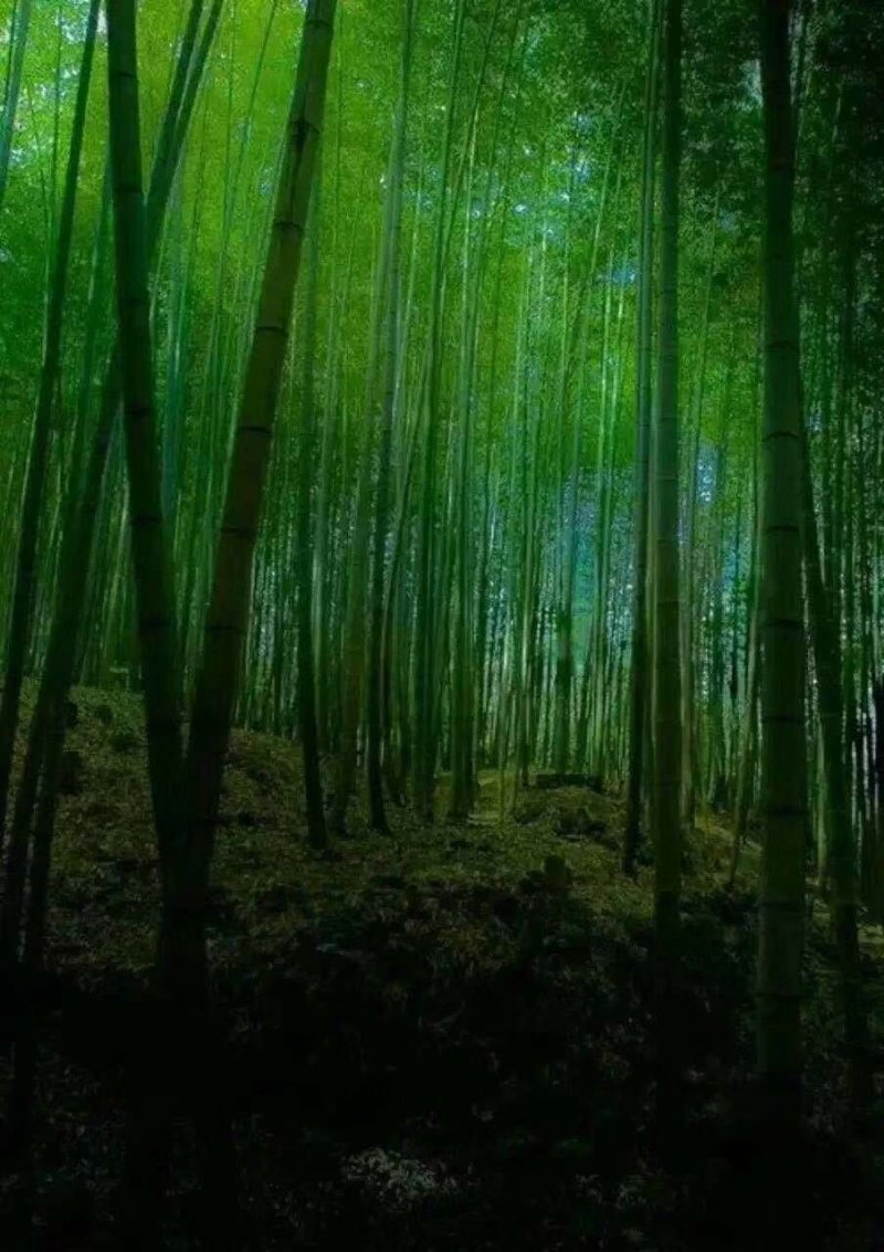 绿化苗木