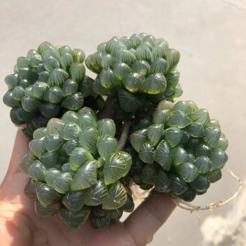姬玉露