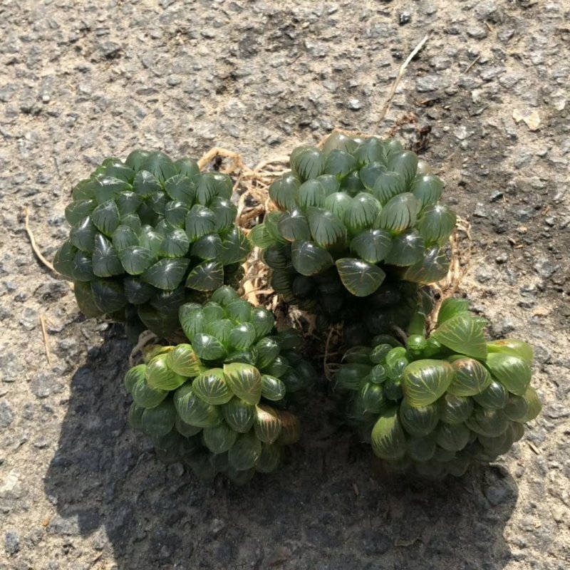 姬玉露
