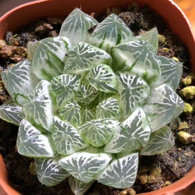 白斑玉露