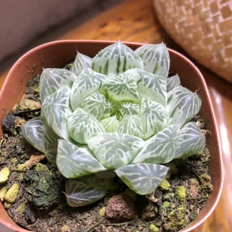 白斑玉露