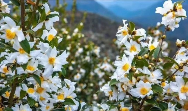 白花油茶苗