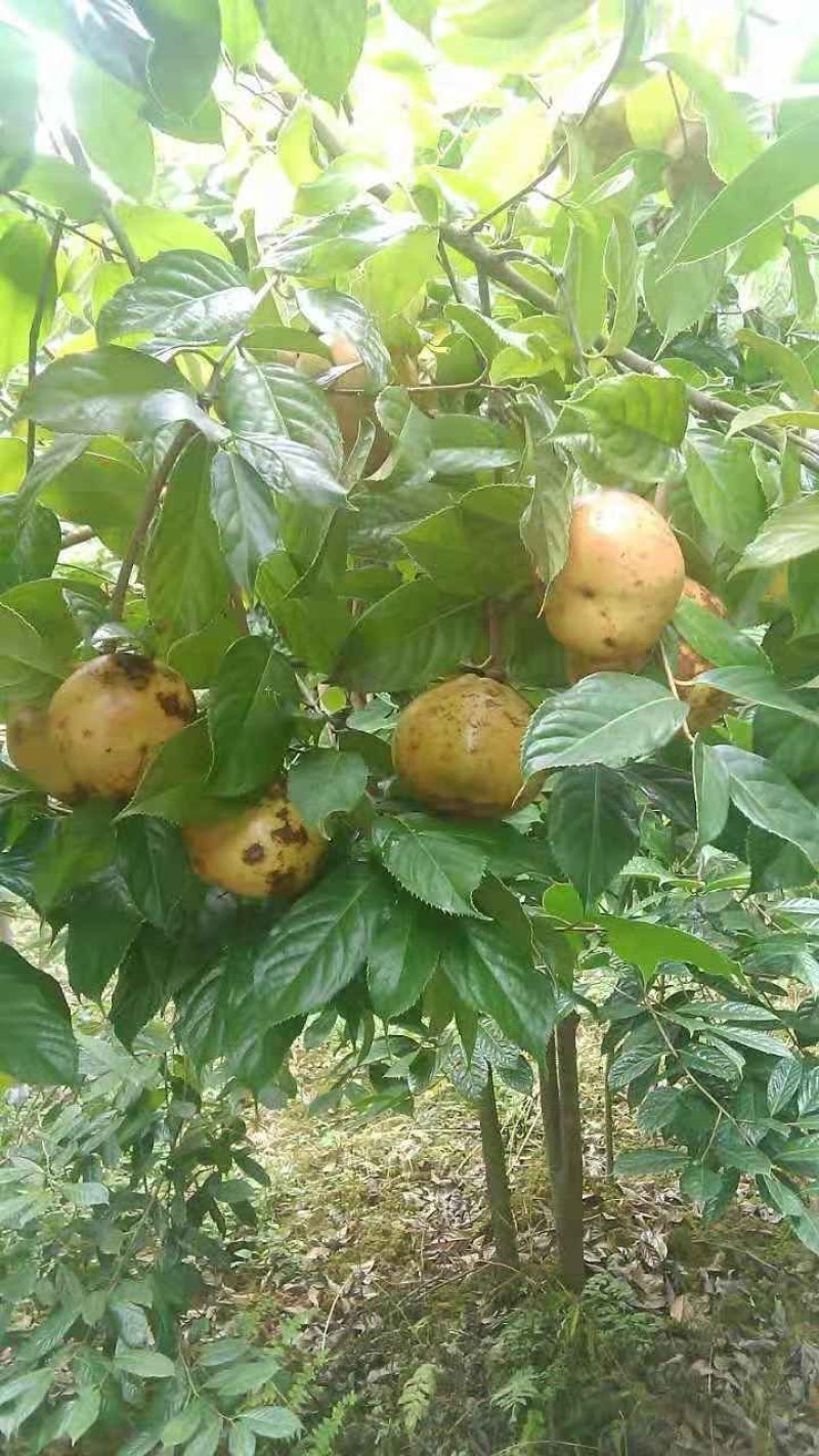 红花油茶苗（大果）