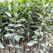 红花油茶苗（大果）