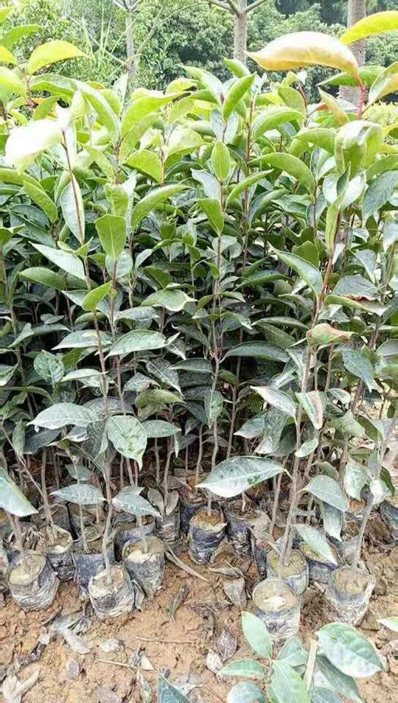 红花油茶苗（大果）