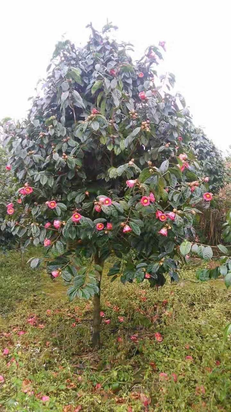 红花油茶苗（大果）