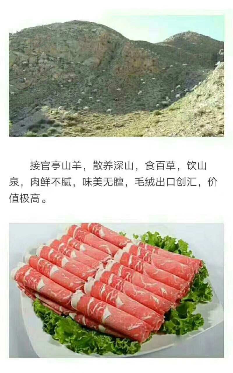 散养深山…食百草饮山泉的接官亭山羊，