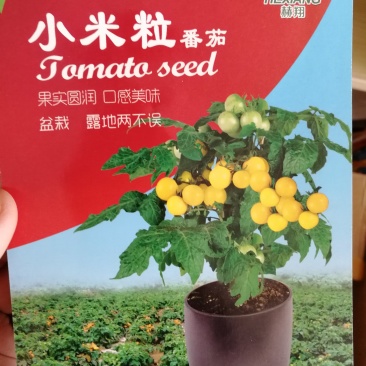【精选】黄色小番茄种子100粒