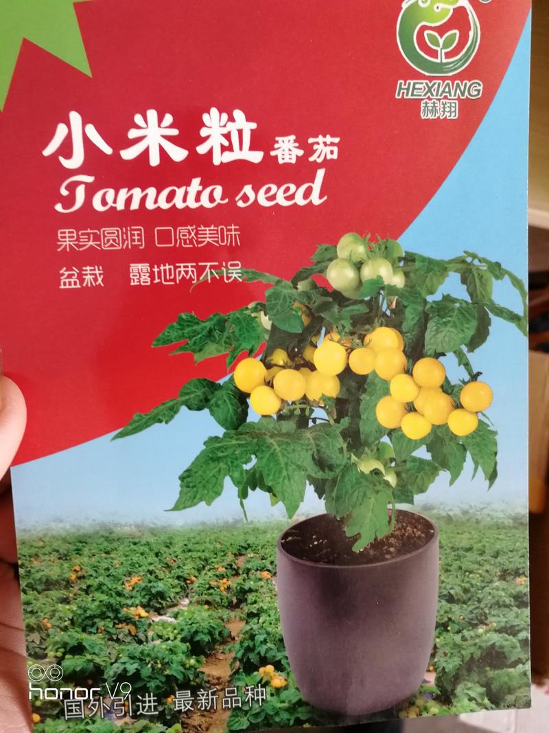 【精选】黄色小番茄种子100粒