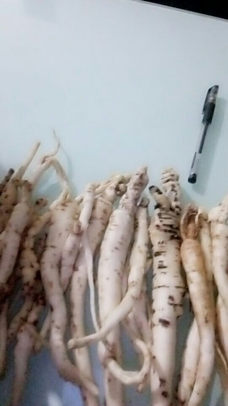 南沙参(泡参)