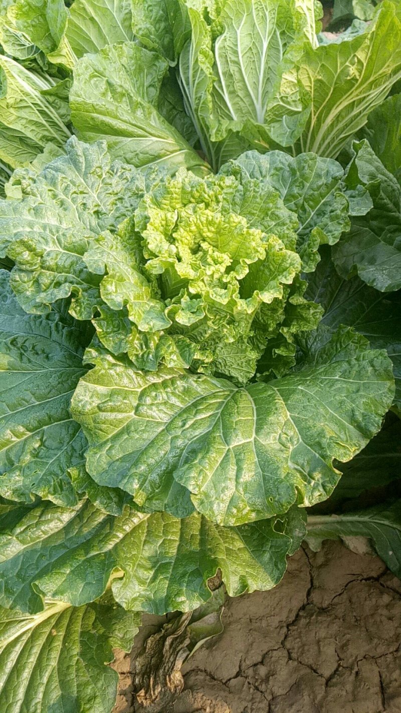天津绿毛菜