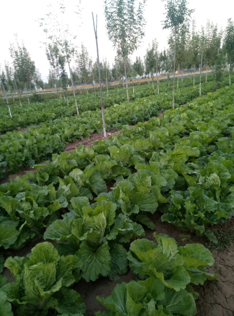 天津绿毛菜
