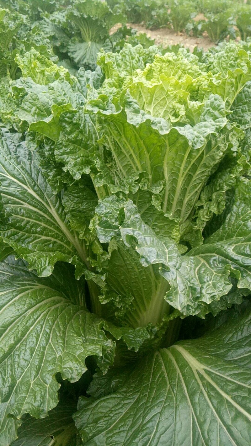 天津绿毛菜