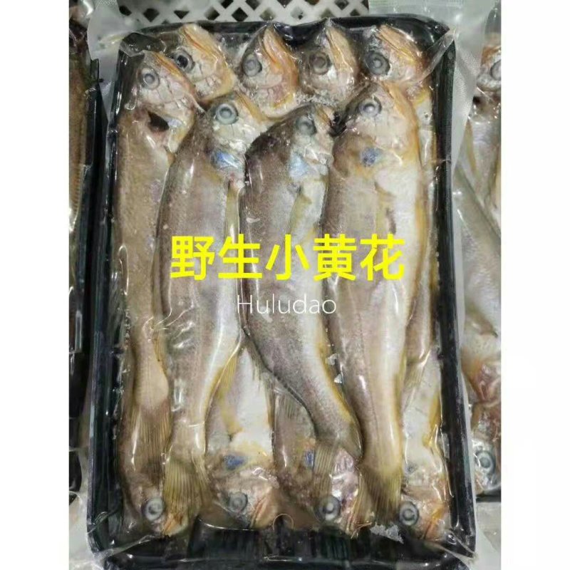 黄花鱼