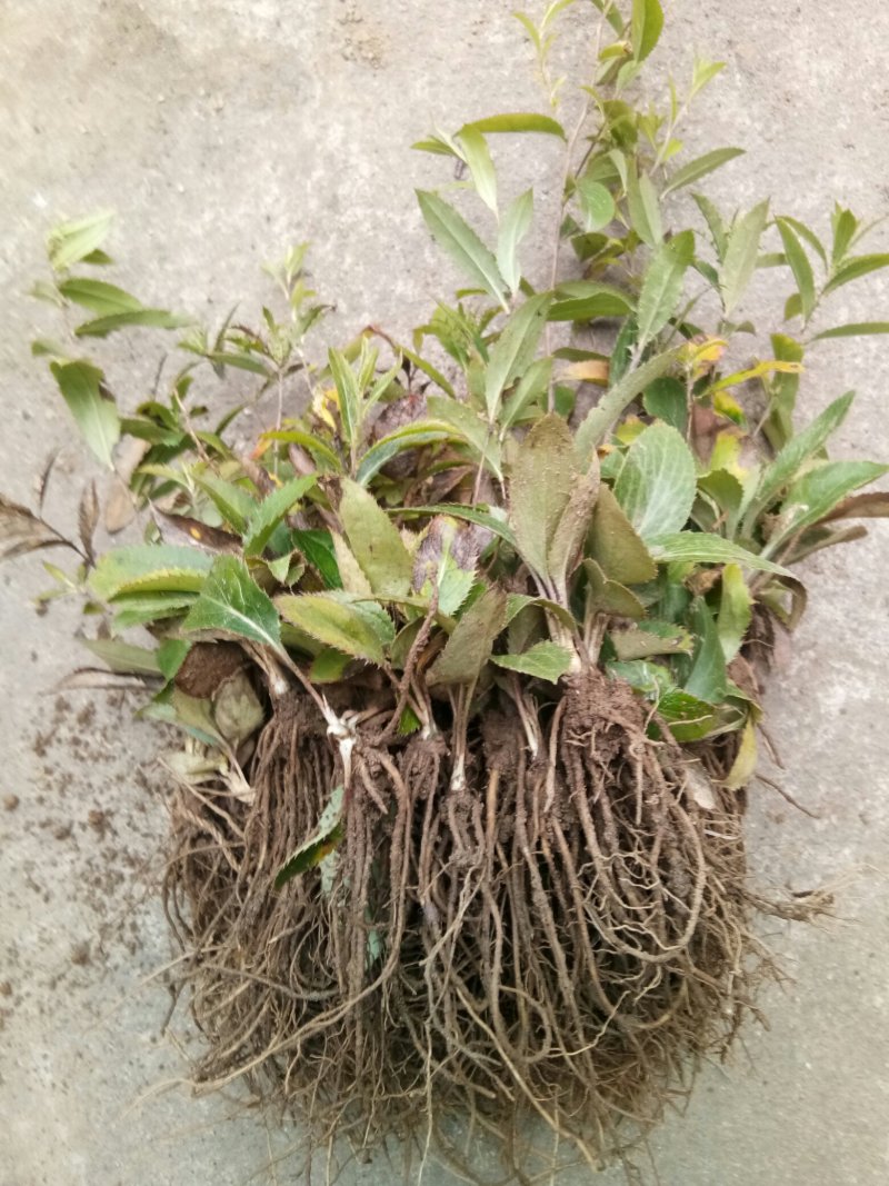 苍术种苗