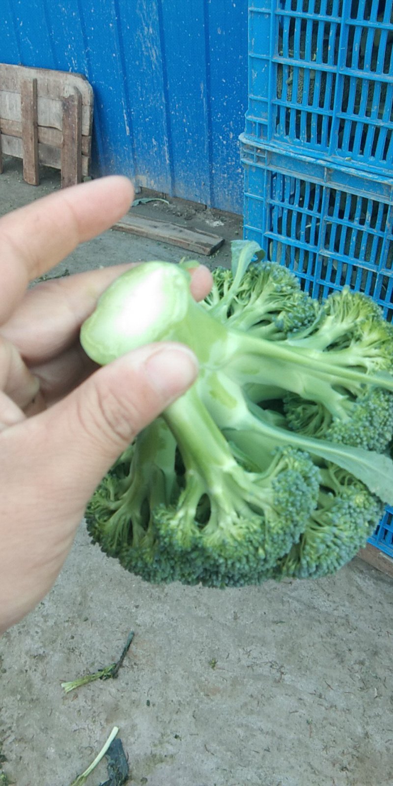 西兰花，一斤一两以下，可以散装，打泡沫箱。有需要的联系。