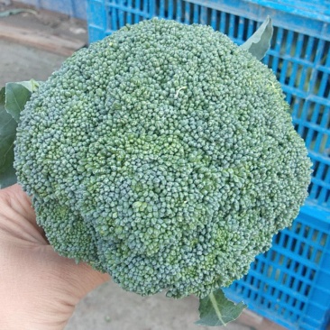 西兰花，一斤一两以下，可以散装，打泡沫箱。有需要的联系。