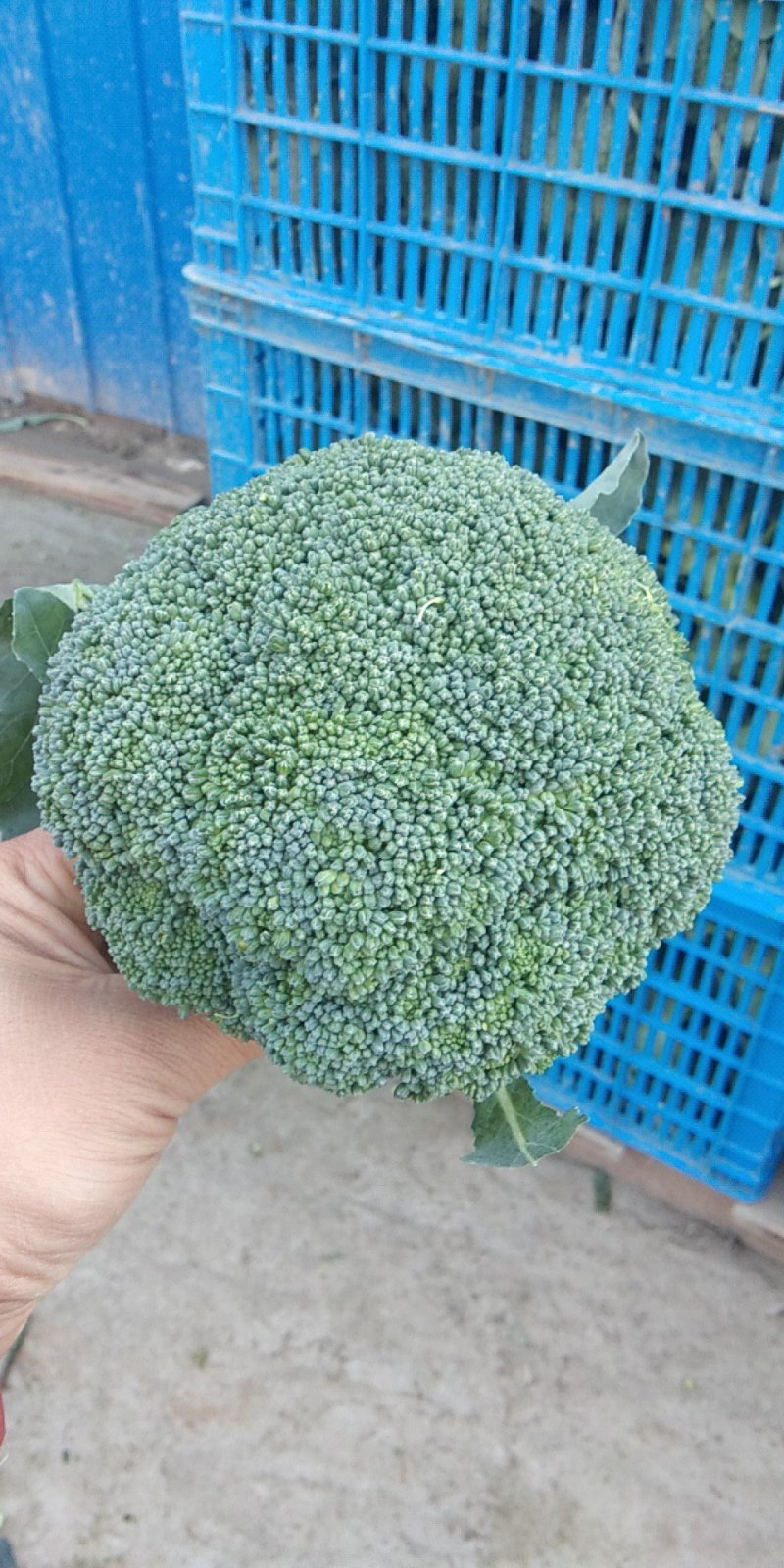 西兰花，一斤一两以下，可以散装，打泡沫箱。有需要的联系。