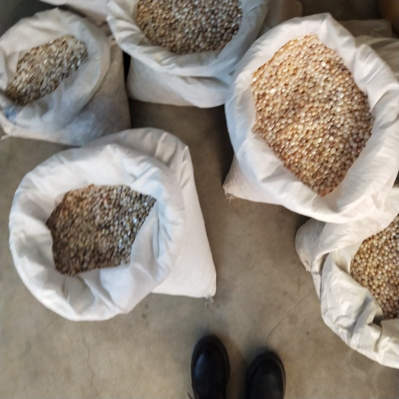 药用珍珠药用可打粉珍珠粉