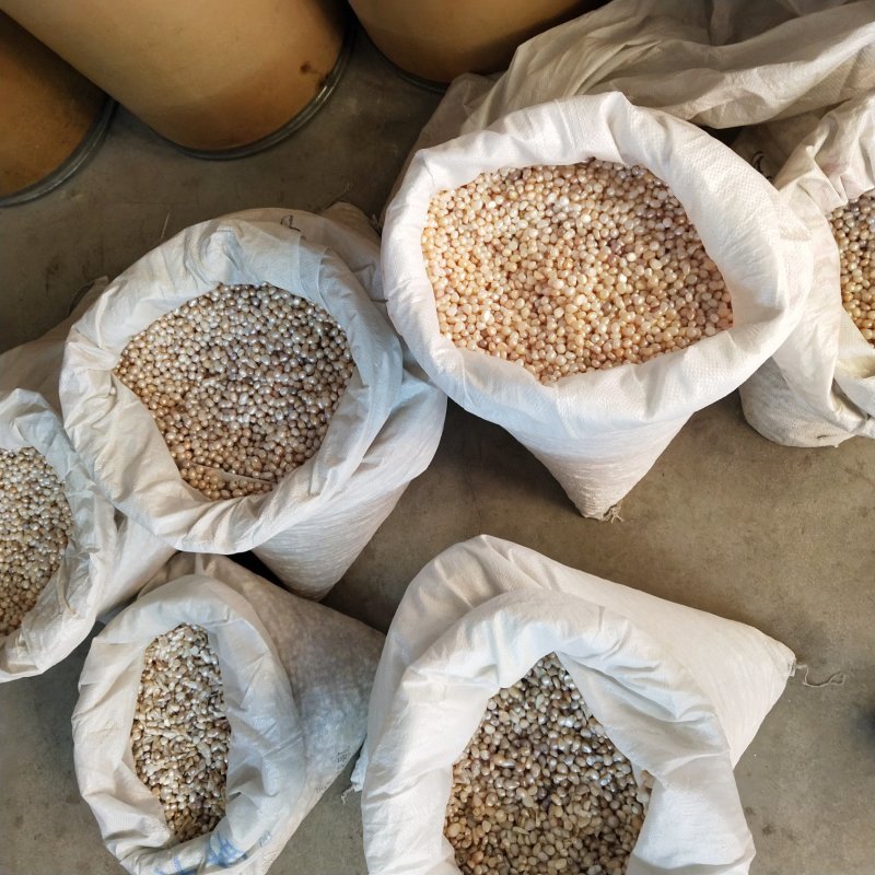 药用珍珠药用可打粉珍珠粉