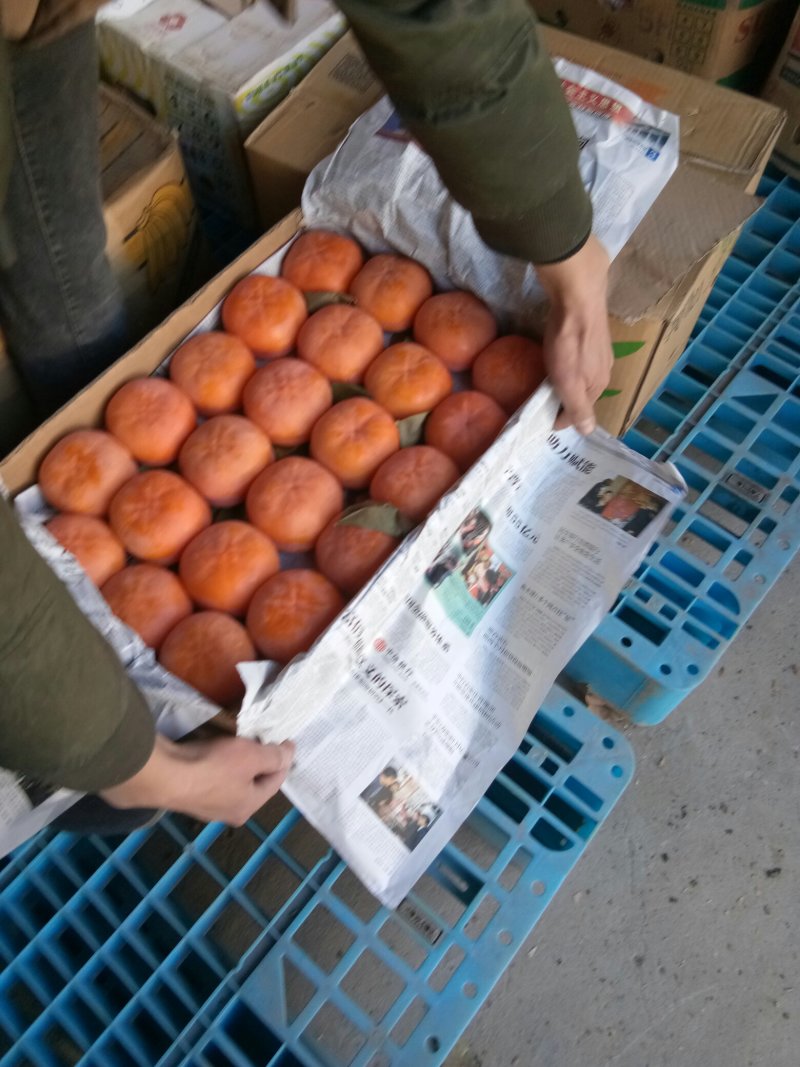 原箱鲜柿子上（磨盘柿子，马峪大磨盘柿）精品上市