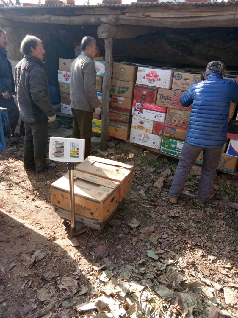 原箱鲜柿子上（磨盘柿子，马峪大磨盘柿）精品上市