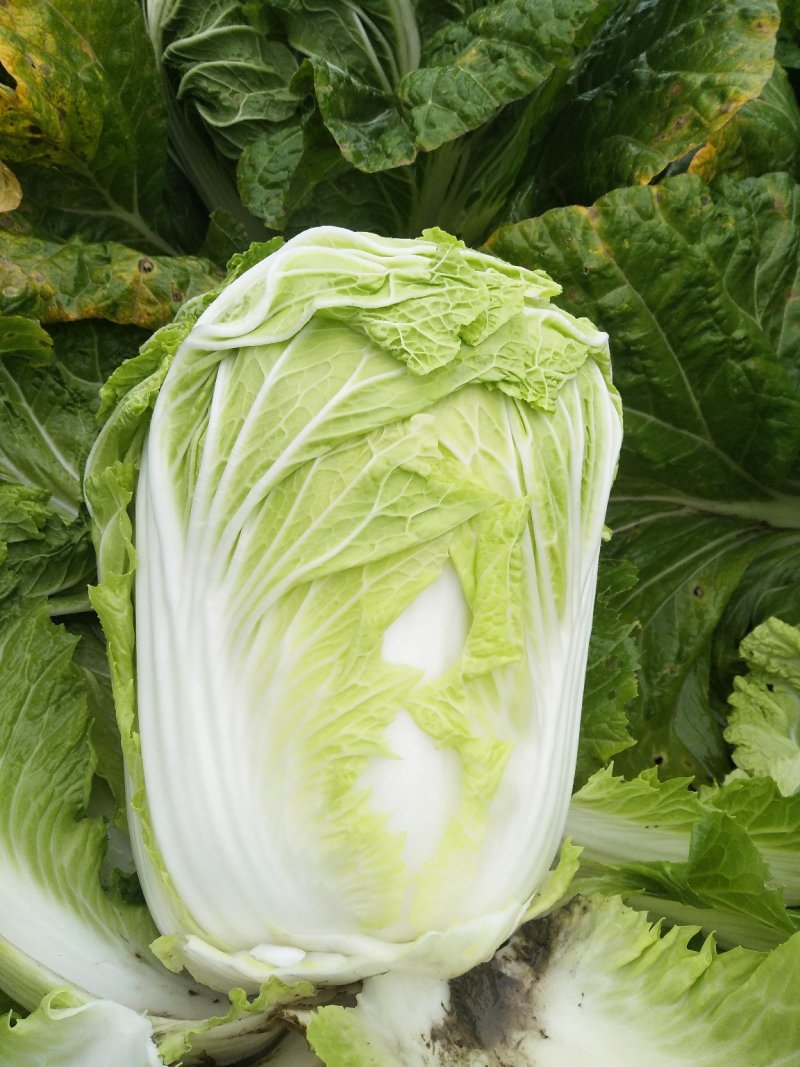 蔬菜
