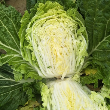 蔬菜
