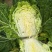 蔬菜