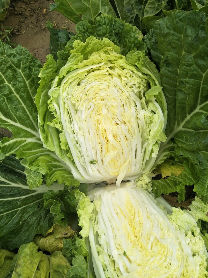 蔬菜