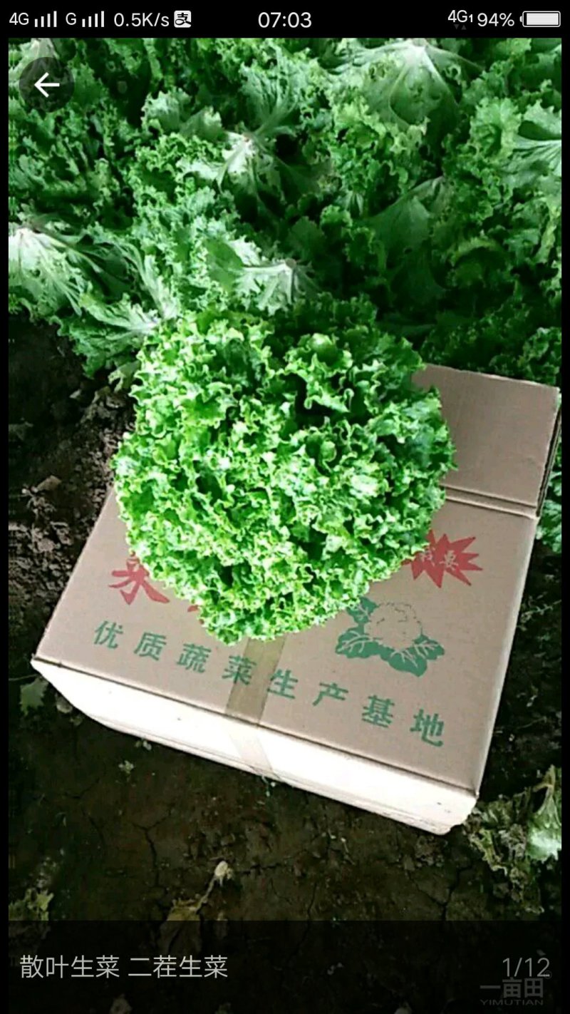 散叶生菜1斤左右