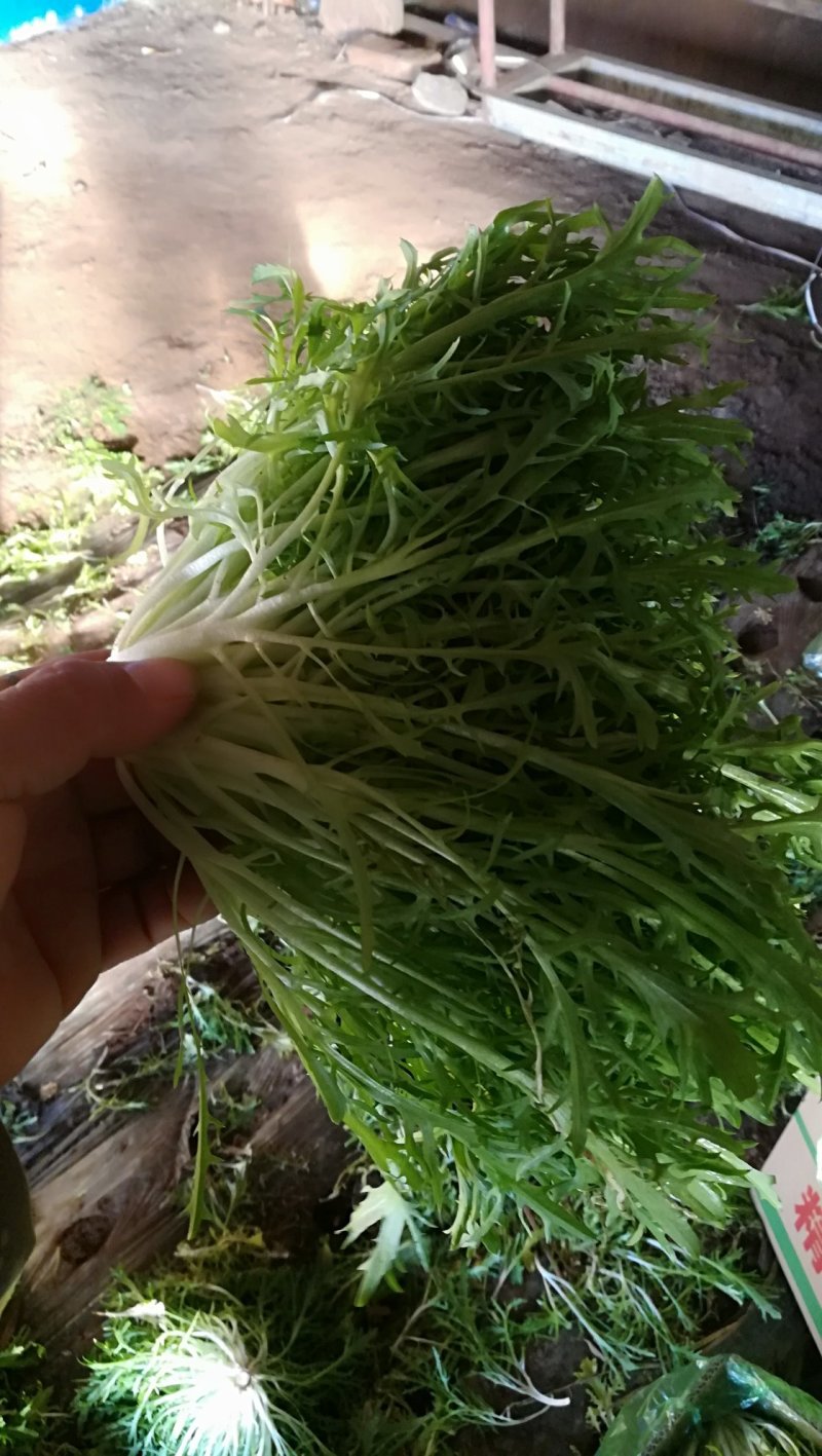 叶菜类