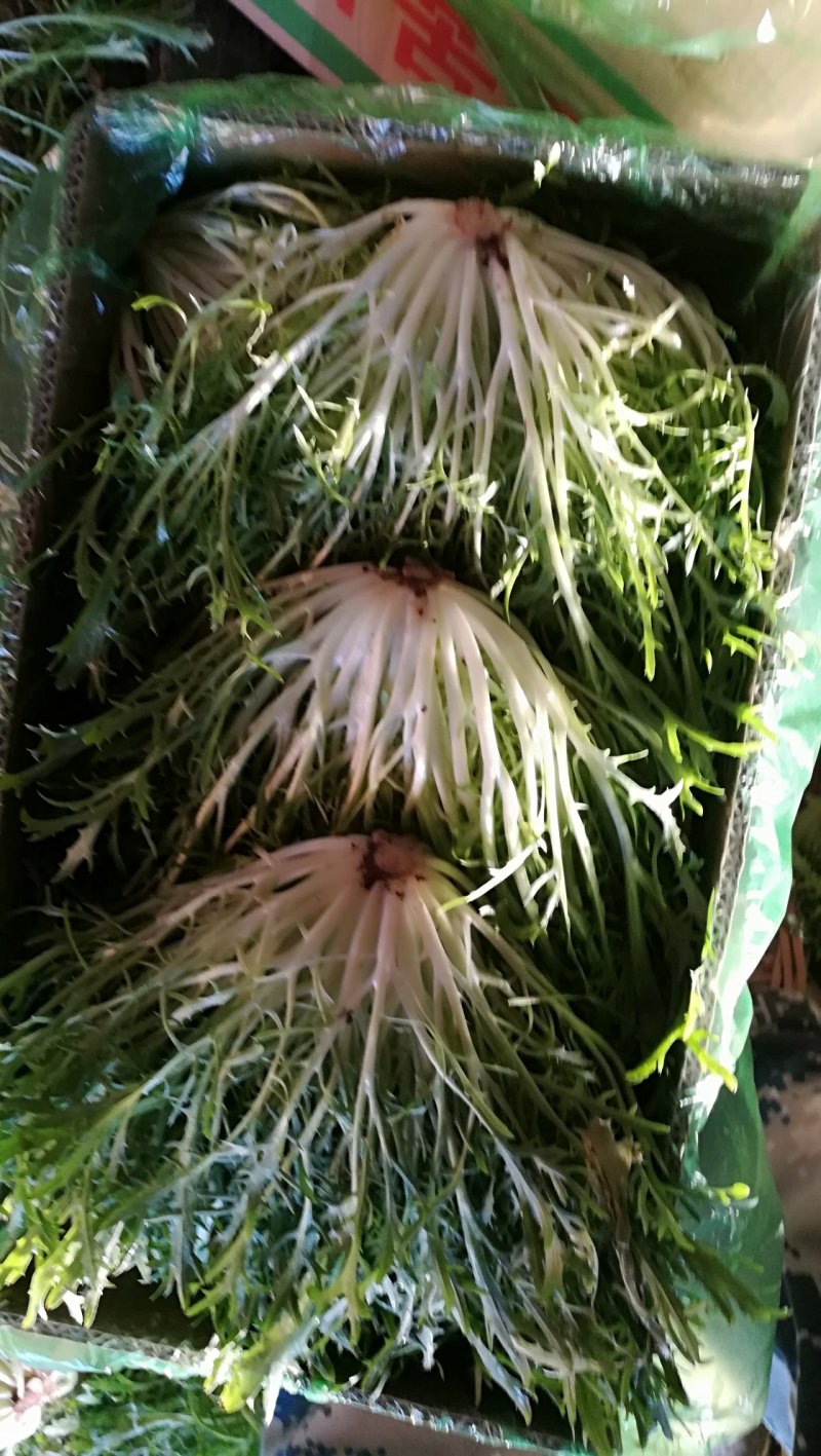 叶菜类
