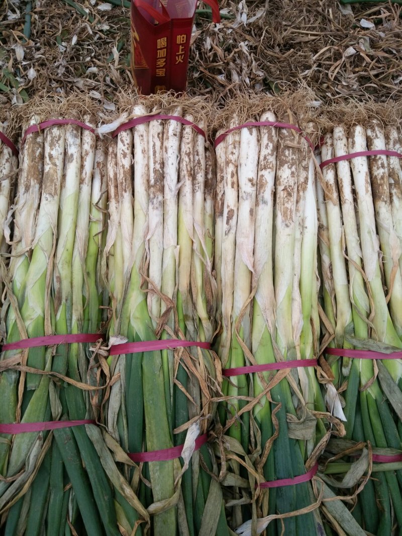 长白大葱