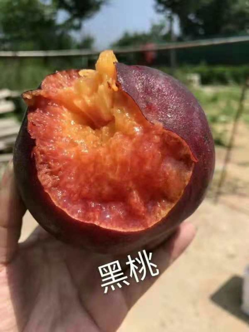 黑桃苗黑桃树苗自产自销先挖先卖死苗补发