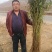 黑桃苗黑桃树苗自产自销先挖先卖死苗补发