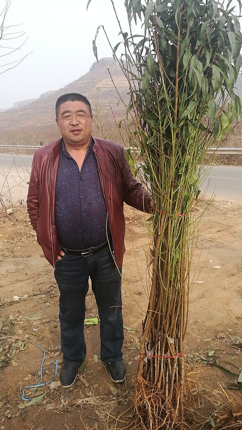 黑桃苗黑桃树苗自产自销先挖先卖死苗补发