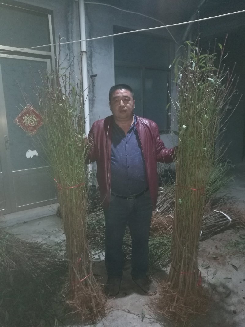 黑桃苗黑桃树苗自产自销先挖先卖死苗补发