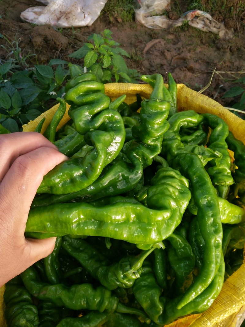 螺丝椒