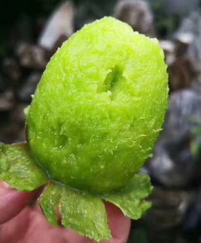 陕西周至徐香猕猴桃