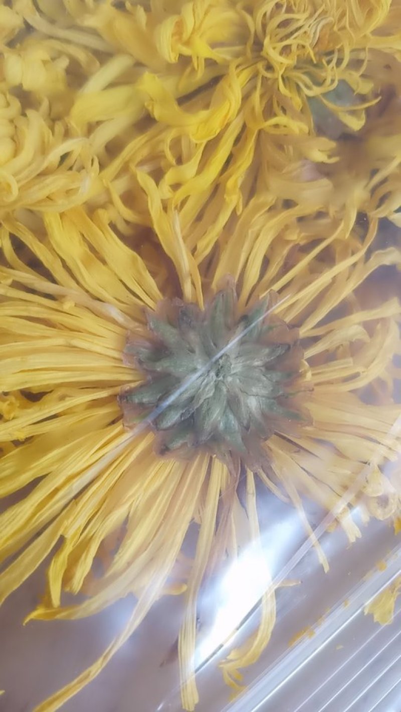 特级金丝皇菊，一朵一杯清热去火