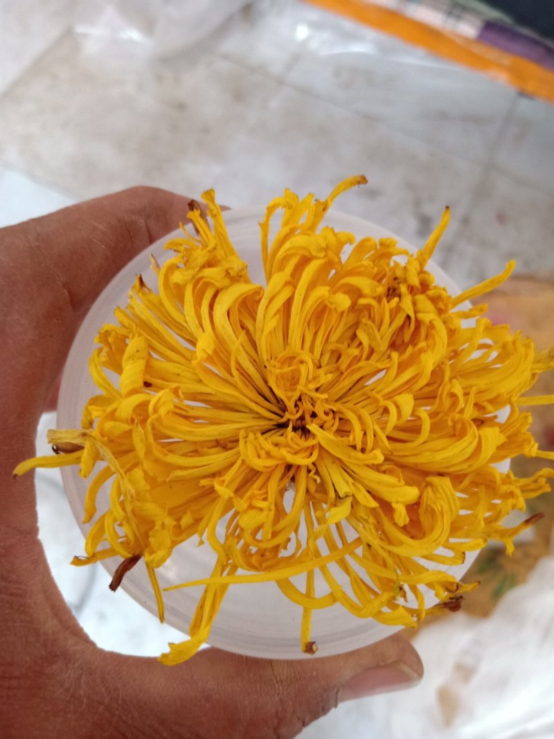 特级金丝皇菊，一朵一杯清热去火